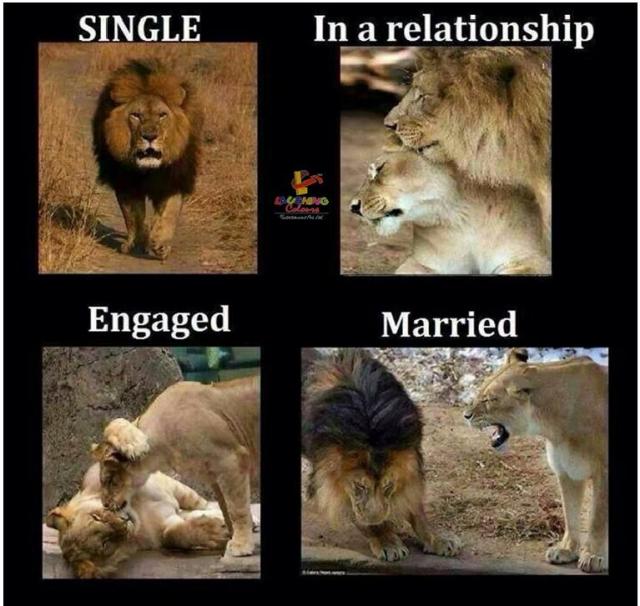 thumbs/Lion-relationships.jpg.jpg