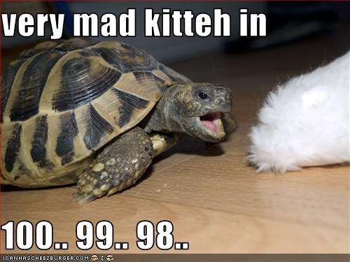 very-mad-kitteh-in-100-99-98.jpeg