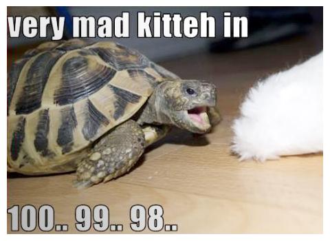 funny-turtle-picture-very-mad-kitten-in-100-99-98.jpg.jpg